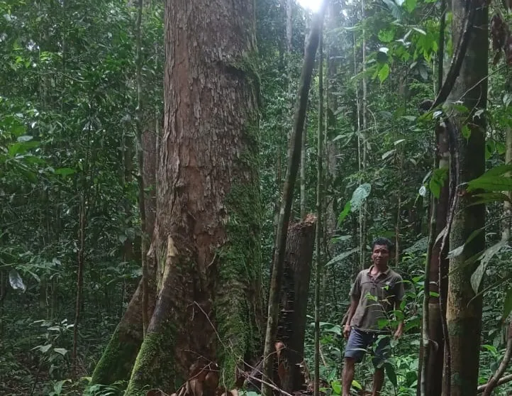 Bintang Sawit Lenggana Dituding Rambah Hutan