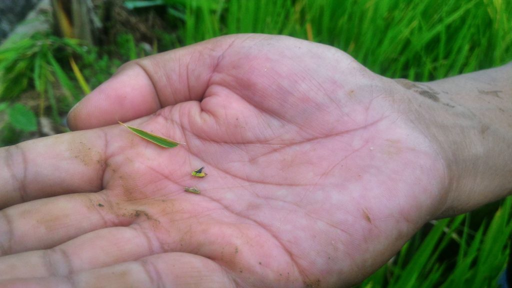 Serangan Tungro Membuat Resah Petani