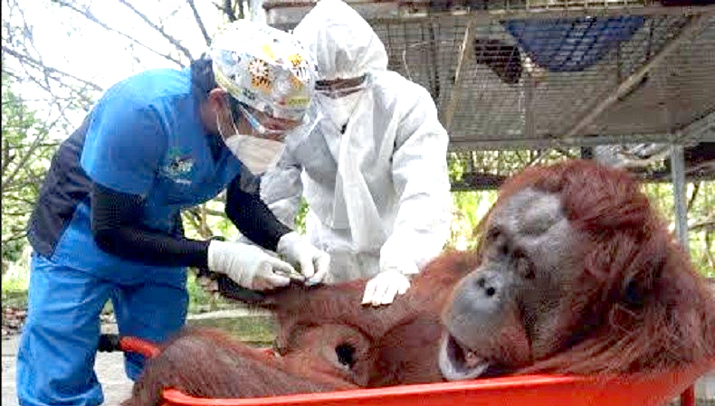 Menyelamatkan Orang Utan Yang Tertembus Peluru