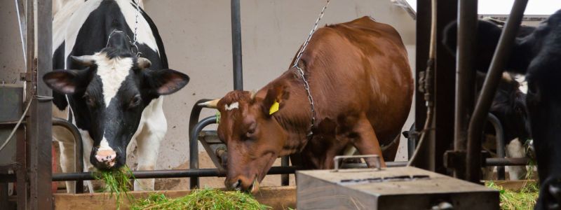 Kembangkan Ternak Sapi, Distanak Kukar Bakal Salurkan Bantuan Bibit Sapi di Kukar