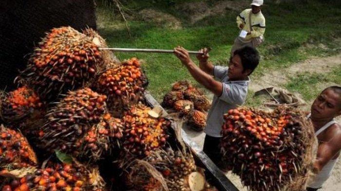 Pemkab Landak Dukung Program BPJS Ketenagakerjaan Untuk Perkebunan Sawit