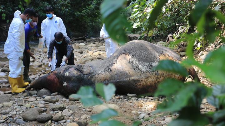 Satu Individu Gajah Sumatera Mati Tersengat Listrik, Kawat Setrum Terlilit Dikaki