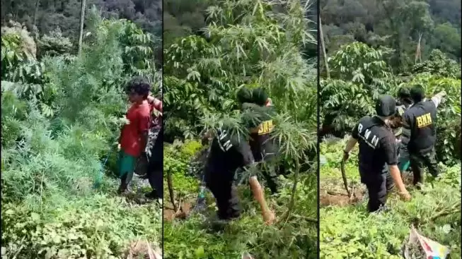 Polisi Empat Lawang Amankan 70 kg Ganja Kering Siap Edar