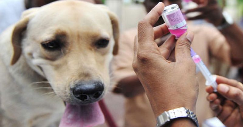 Maraknya Anjing Rabies, Keswan-Kesmavet Lakukan Vaksin Emergency