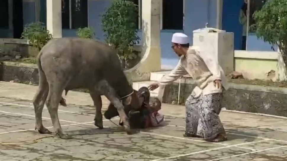 Kerbau di Lebak Mengamuk, Seruduk Warga Saat Akan Disembelih