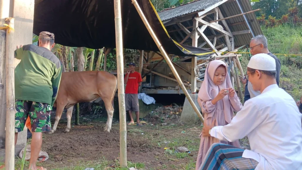 Kisah Mengharukan: Anak TK Berkurban Sapi dari Tabungan Hadiah Mewarnai Selama Satu Tahun