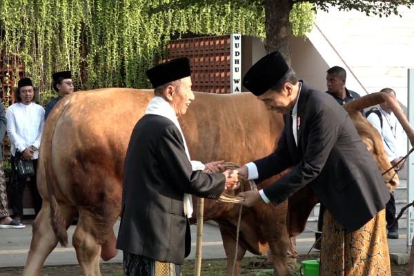 Presiden Jokowi Sumbangkan Sapi Kurban Berbobot 1,23 Ton di Semarang