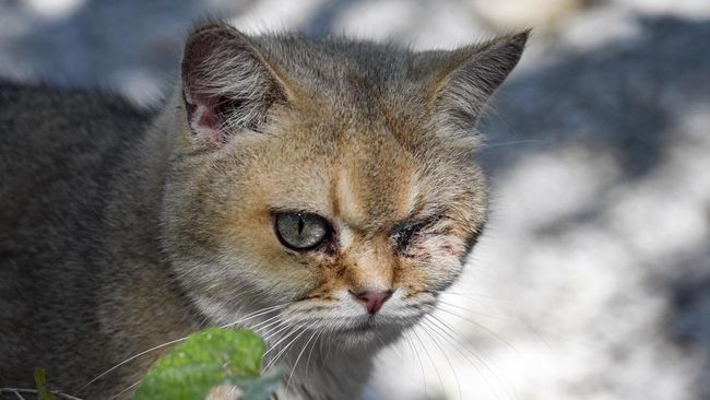 Viral! Kucing Dipaku di Pohon hingga Mati, Pelaku Akui Kesal dan Nekat Lakukan Tindakan Keji