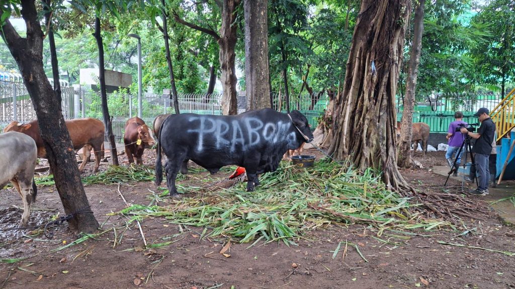 Prabowo Sumbangkan 145 Ekor Sapi Hewan Kurban