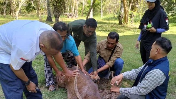 Rusa Nahas Ini akhirnya Tewas Karna Masuk Tambak Dekat TNBB, Ini Dugaan Penyebabnya