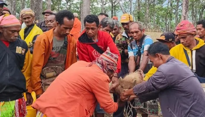 Ritual Adat di Fatumnasi Digelar untuk Penebang Pohon Hutan Lindung