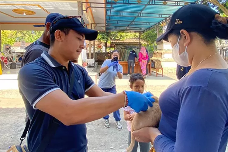 Sterilisasi dan Vaksinasi Puluhan Hewan Penular Rabies untuk Kontrol Populasi dan Cegah Dampak