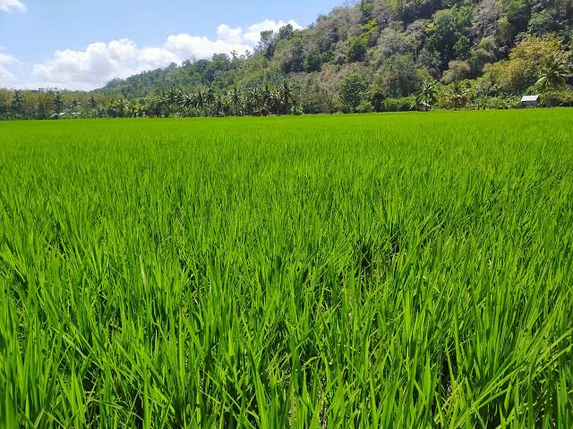 Gagal Tumbuh: 40 Hektare Sawah di Baubau Terdampak Banjir