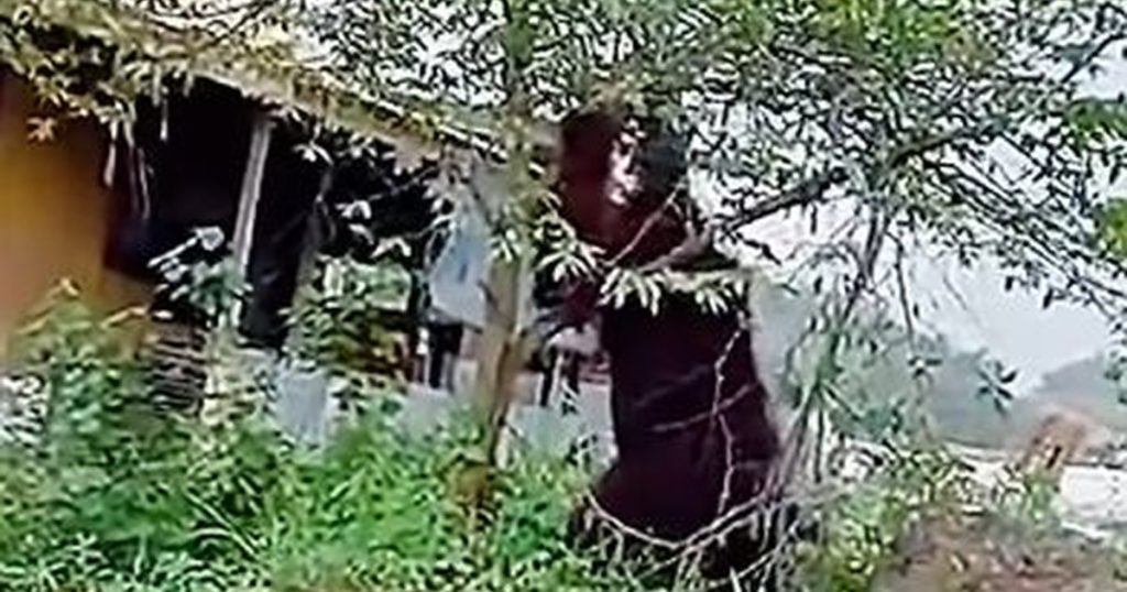 BKSDA Selidiki Video Viral Orangutan Setinggi Rumah Warga di Kaltim