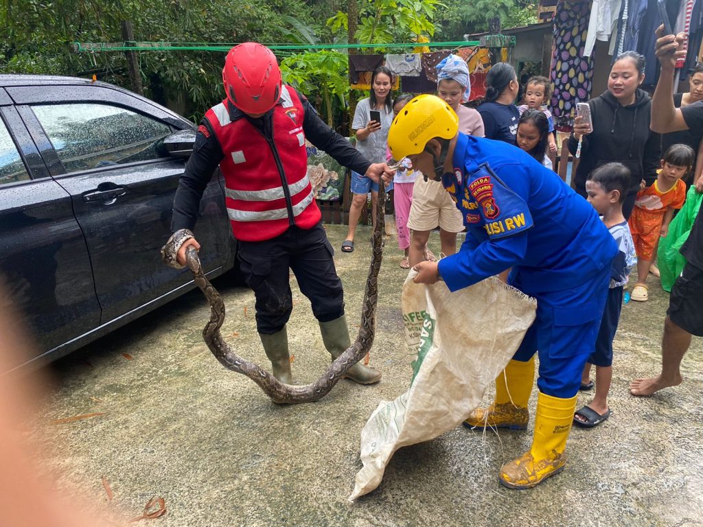 Batalyon A Brimob Kaltim Amankan Ular Piton Sepanjang 3 Meter Saat Banjir di Balikpapan