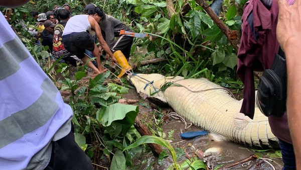 Buaya Sepanjang 4 Meter Menelan Wanita di Maluku yang Sedang Mandi di Sungai