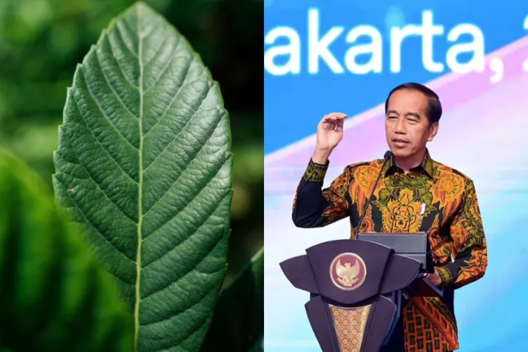 Jokowi Arahkan Penelitian Manfaat Tanaman Kratom