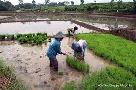 Petani Jawa Kuno Menentukan Musim Tanam Berdasarkan Rasi Bintang