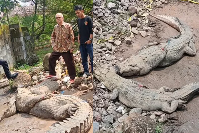 Kondisi Penangkaran Buaya di Cianjur: Lima Ekor Dievakuasi ke Sukabumi