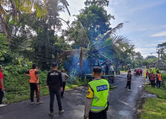 BPBD Tabanan Langkah Cepat, Tebang Pohon Mati Hindari Risiko