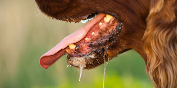 Kaltim Tindak Lanjut Ancaman Rabies di Area IKN