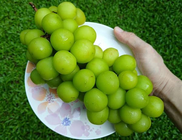 Temuan Residu Berbahaya pada Anggur Muscat, Kemenkes Berikan Saran untuk Mengolah Buah dan Sayur