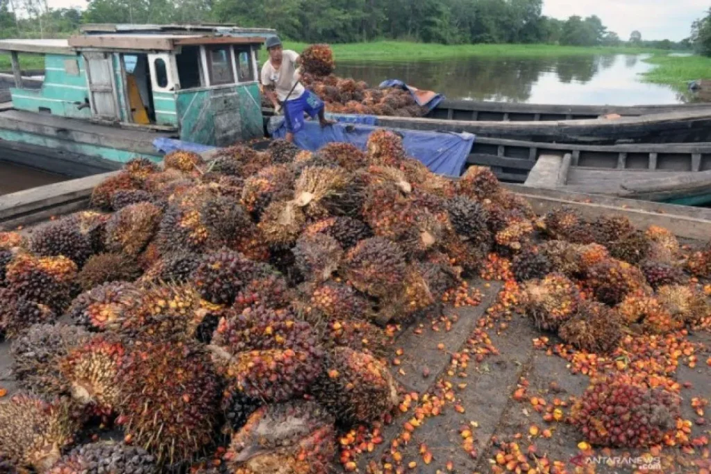 Penurunan harga CPO berdampak pada sedikit turunnya harga TBS di Kalimantan Timur pada awal tahun ini.