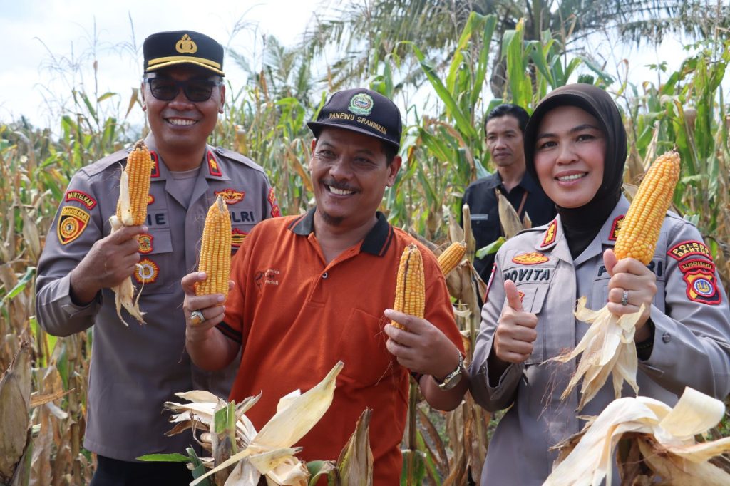Sukses Program Ketahanan Pangan, Swasembada Jagung 2025 Terwujud