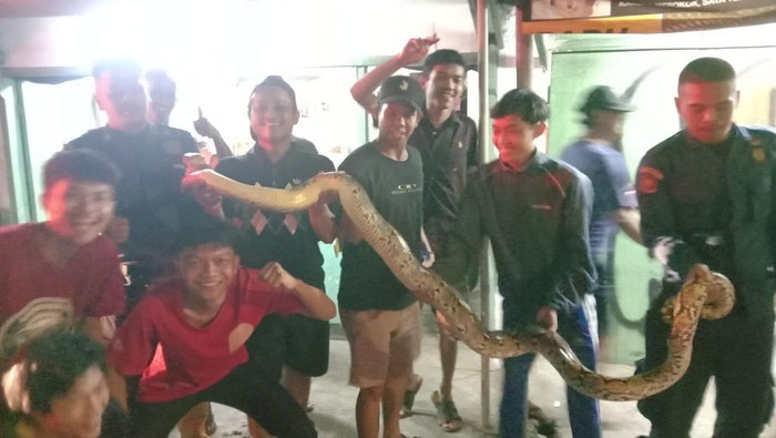 Ular Piton Dievakuasi dalam 4 Detik!