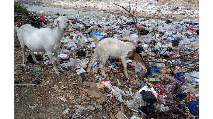 Kambing Mati Makan Sampah, Peternak Rugi Jutaan