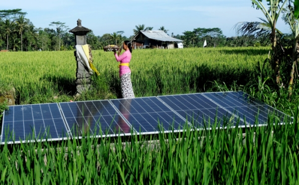 PLTS Bantu Petani Keliki Hadapi Kemarau