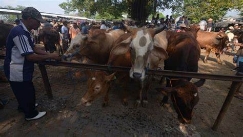 Korupsi Sapi Hibah, Tersangka Banderol Murah