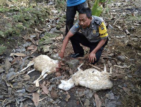 Kambing-Kambing Mati Digigit Makhluk Misterius