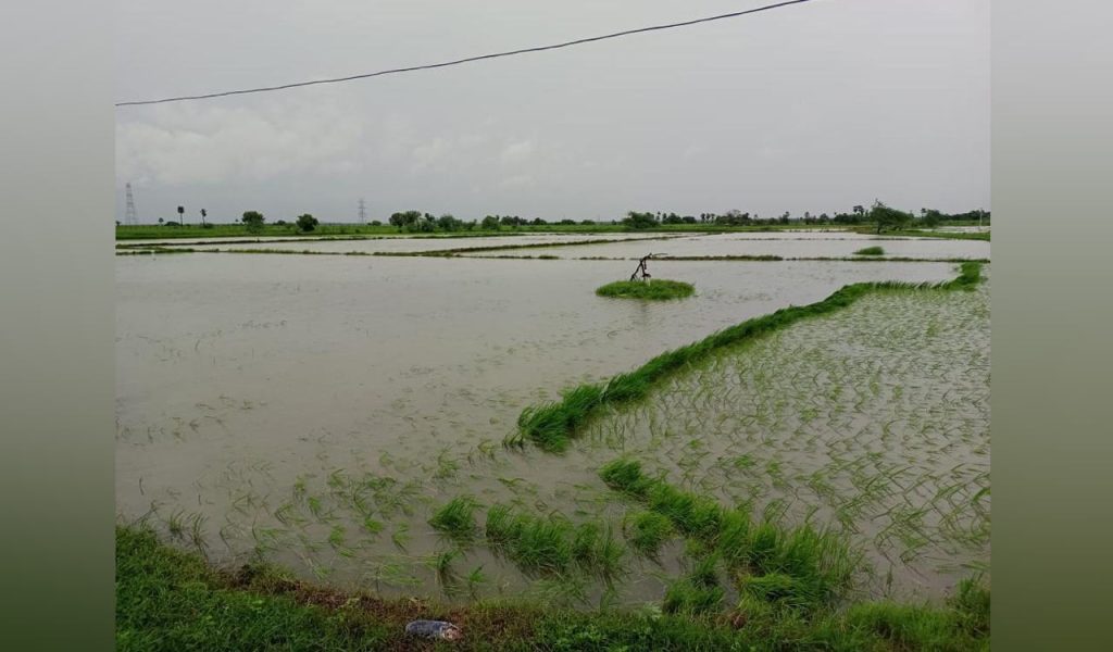 Petani Babat Rugi Ratusan Juta karena Sawah Terendam
