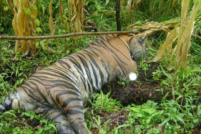 Empat Hari Terjerat, Harimau Terancam Diamputasi