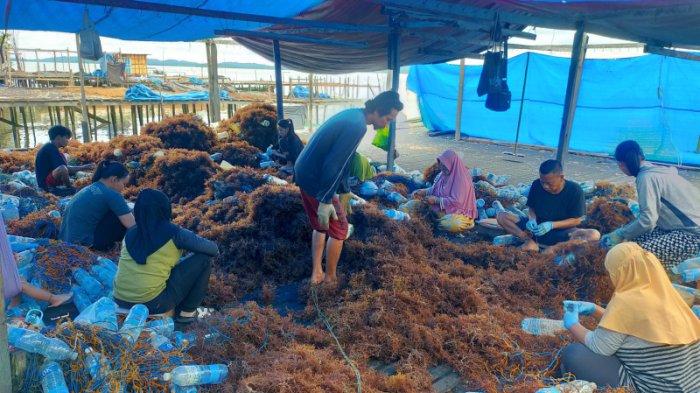 Ekspor Rumput Laut Nunukan Dorong Harapan Petani