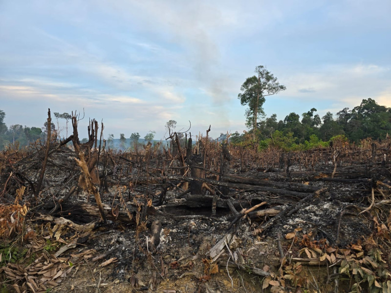 Tiga Pembakar Hutan Bukit Betabuh Ditangkap