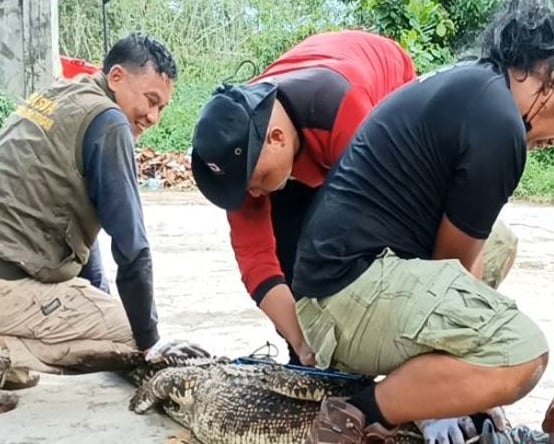Buaya Teror Warga diamankan BKSDA