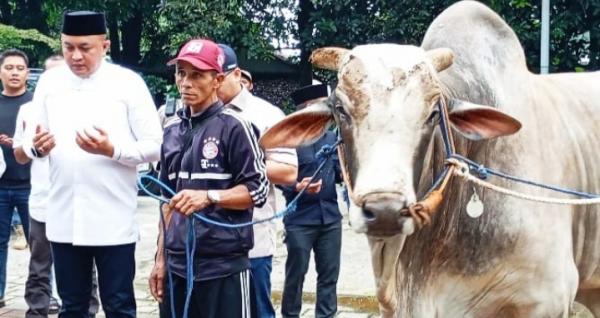 Sapi Kurban Presiden Prabowo Diduga Keracunan