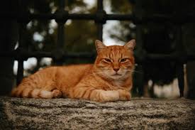 Ilmuwan Jepang dan AS Ungkap Misteri Genetik Kucing Oranye, Kenapa Mayoritas Jantan?