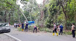 Akses Jalan Nasional Palabuhanratu-Sukabumi Sempat Terputus karena Pohon Mahoni Tumbang