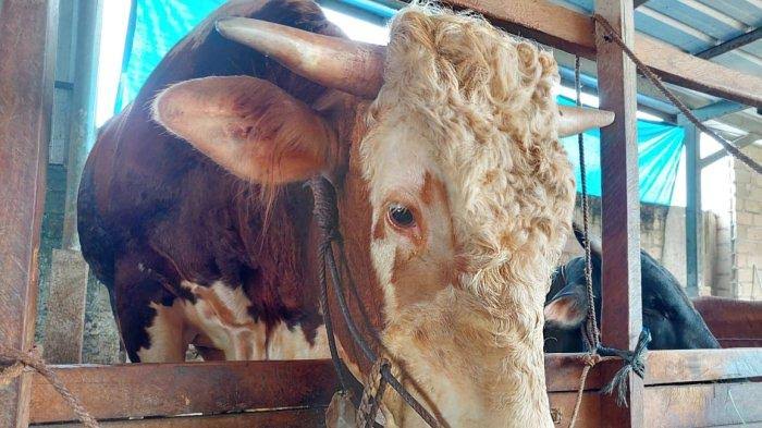 Presiden Prabowo Sumbang 8 Sapi untuk Idul Adha di Bangka Belitung