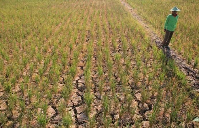 Krisis Air, 50 Hektare Sawah di Padabeunghar Sukabumi Terlantar Selama Bertahun-tahun