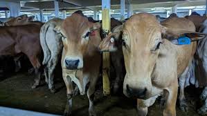 Pemerintah Perbesar Kuota Impor Sapi Hidup Menjadi 534 Ribu Ekor Sebagai Pengganti Daging Beku