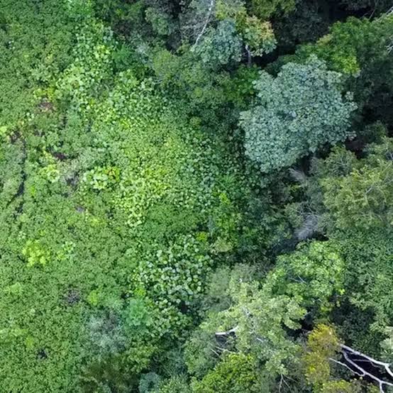 5 Orang Dievakuasi Setelah Pesawat Jatuh di Sarang Aligator Amazon