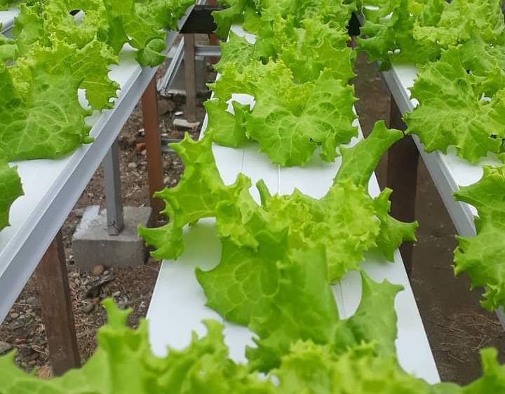 Berkebun di Balik Jeruji, Rutan Panen Sayur