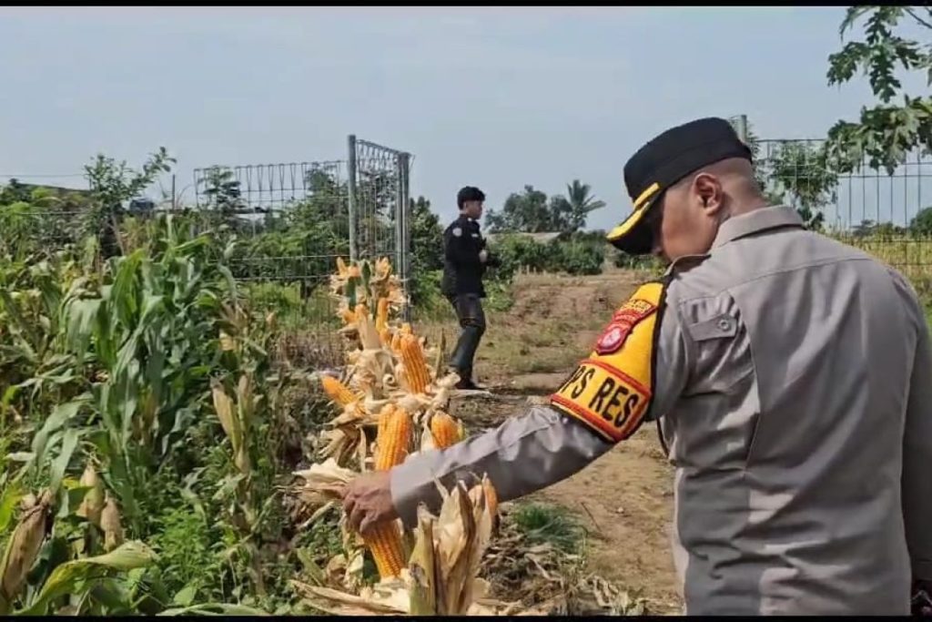 Polres Serang Sulap Lahan Tidur Jadi Lahan Jagung Produktif