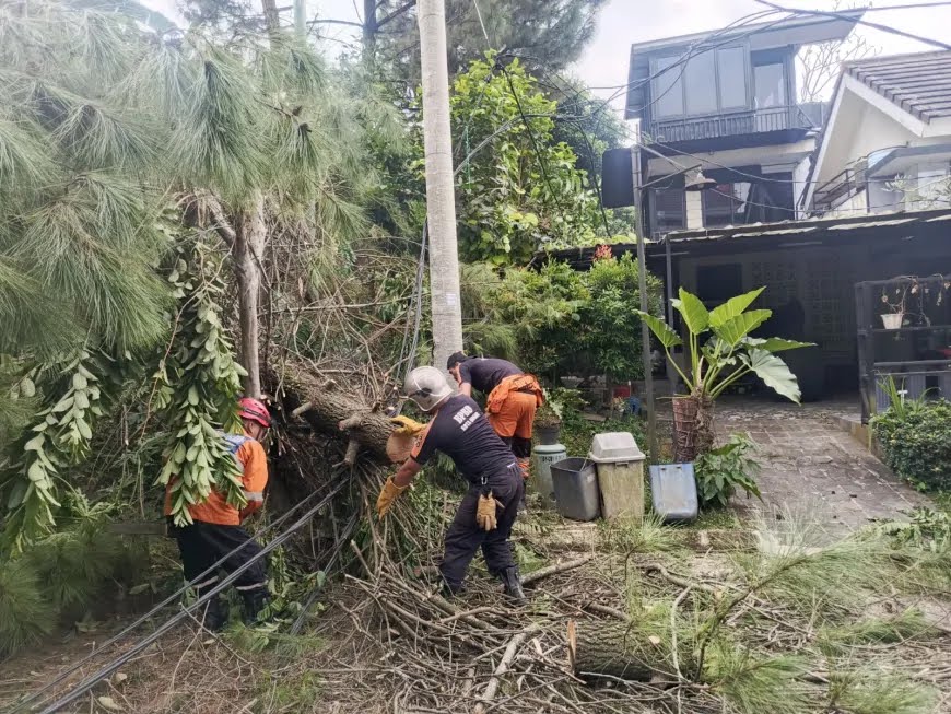 Pinus Tua Tumbang, Timpa Kabel dan Tiang PJU