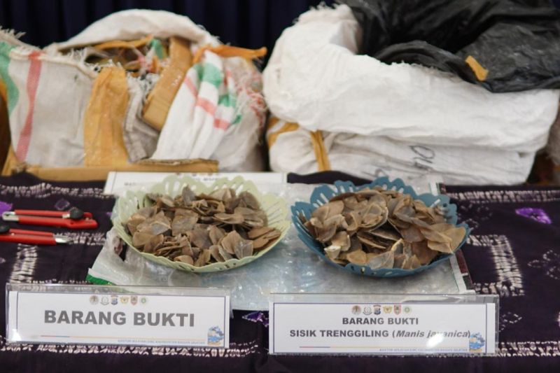 30,5 Kg Sisik Trenggiling Disita, 2 Pelaku Jadi Tersangka