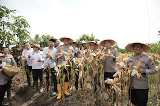 Panen Raya Jagung Digelar di Serang
